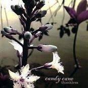 Candy Cane : Thankless Candy Cane : Thankless